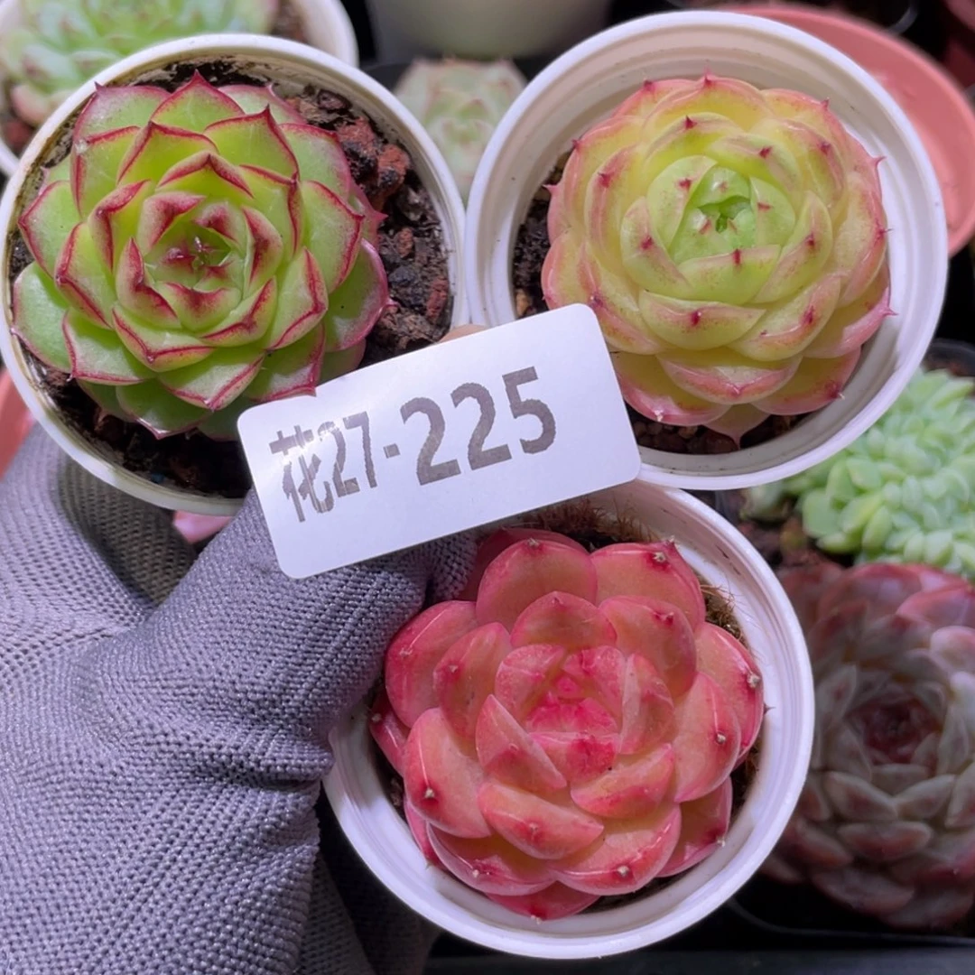 花利美27-225多肉3颗
