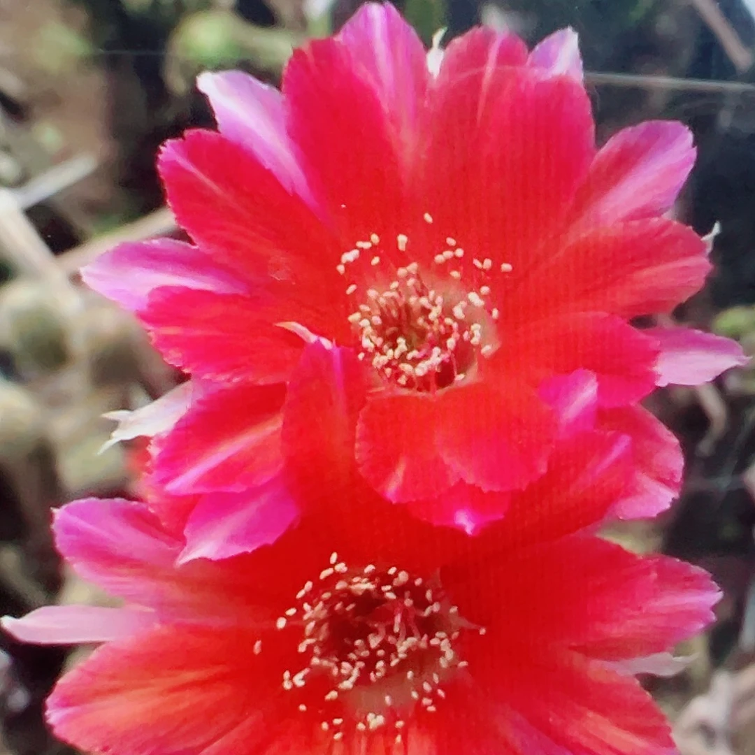丽花 桃花印 侧芽 满20包邮