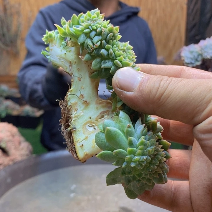 森***＊405 肉咖多肉植物一物一拍