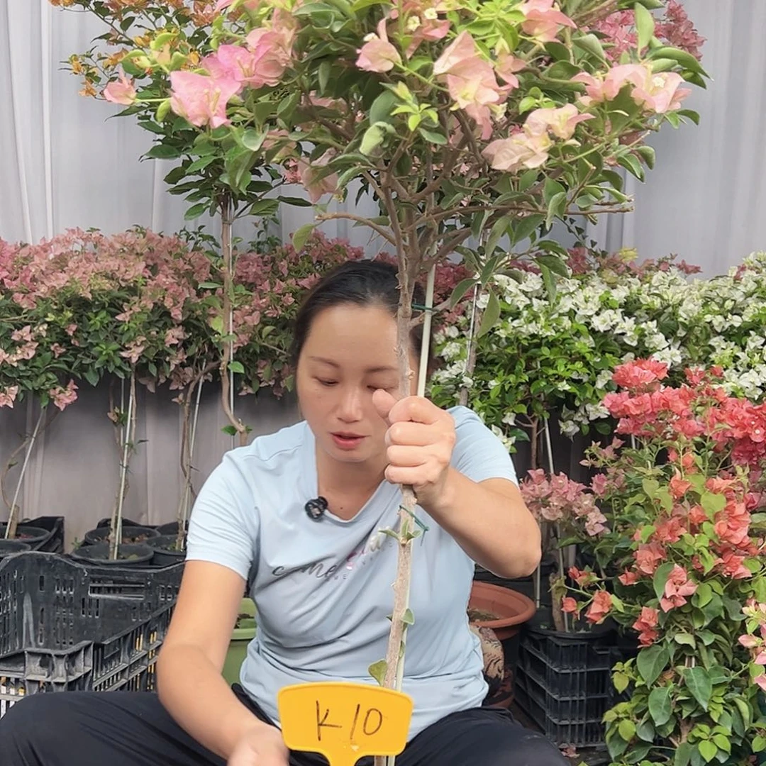 给***喜当前无花栽培后可以开花K10卡亚塔