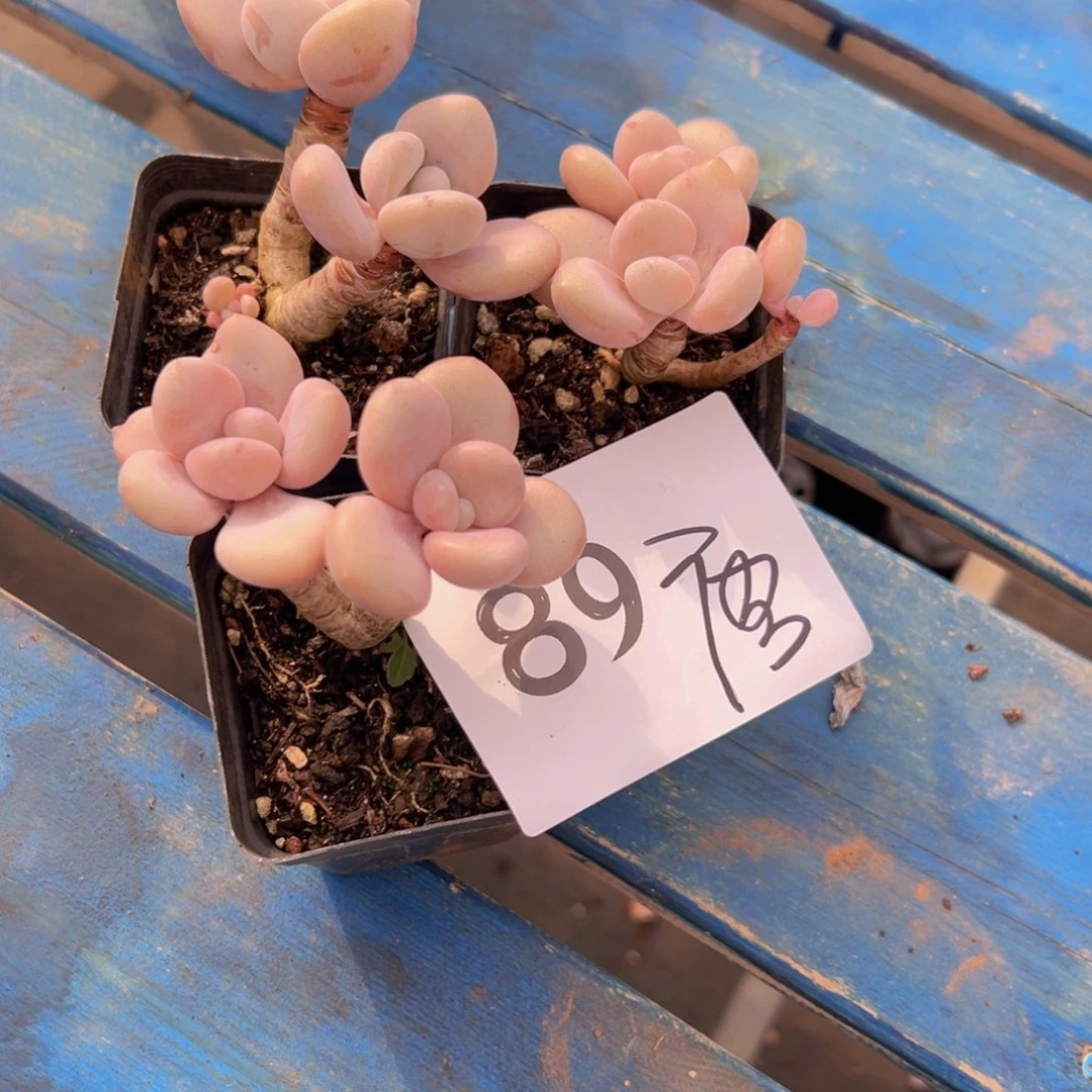 七**?89:）好想好吃好吃v哈哈v好