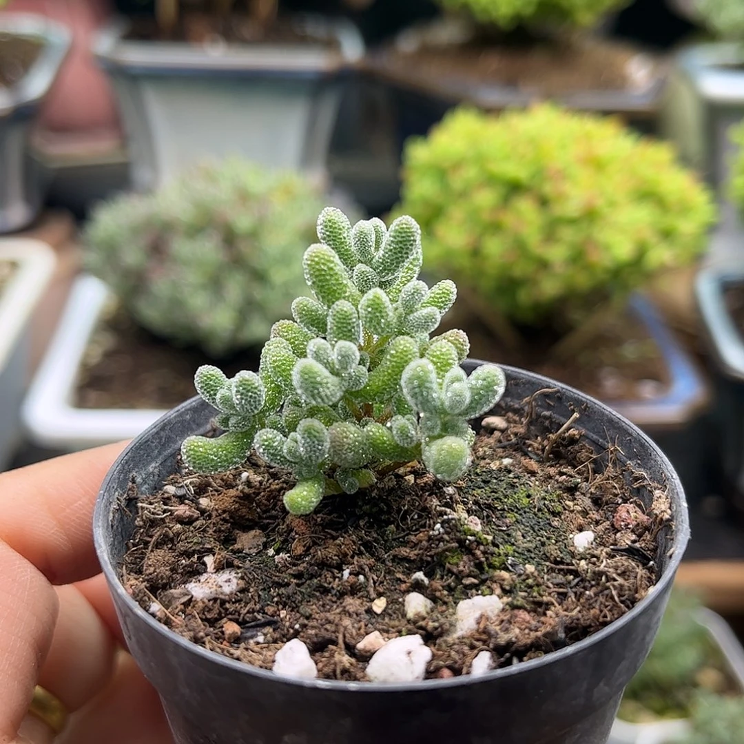 乐***心实生冰钻优选直接