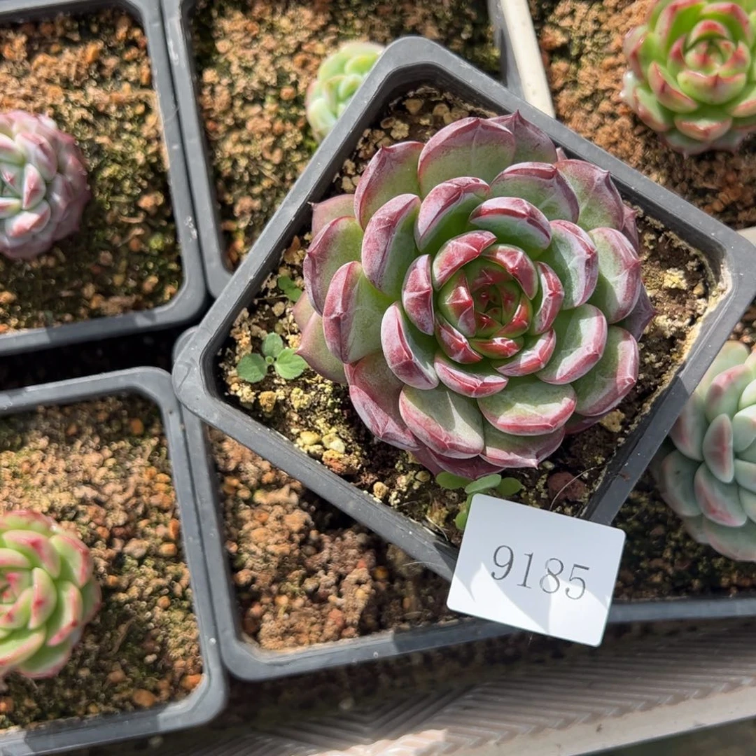 ?****J9185肉肉肉肉肉