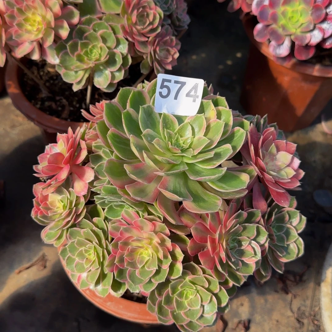 ****黑魔锦574