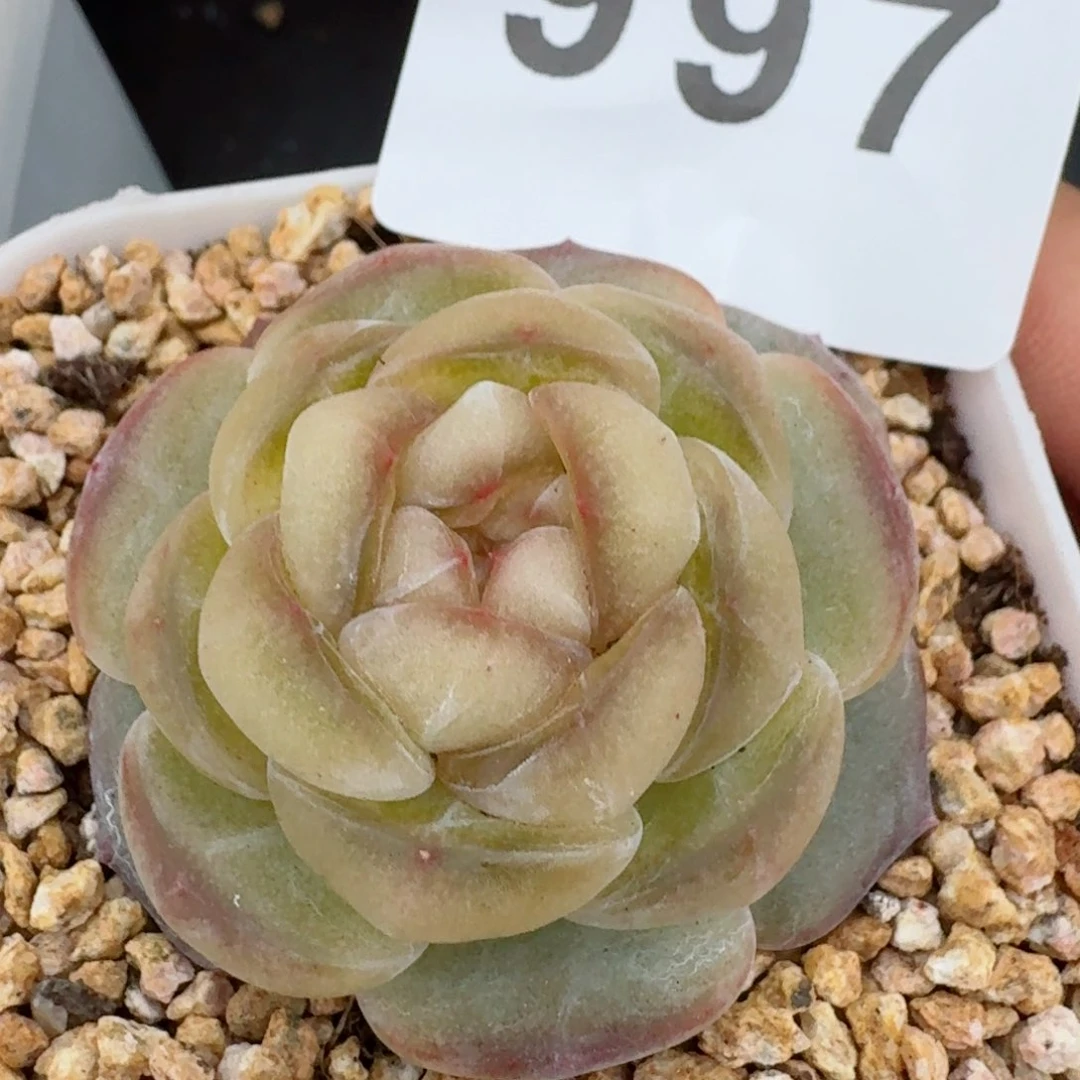 嫦娥珍妮         精品多肉