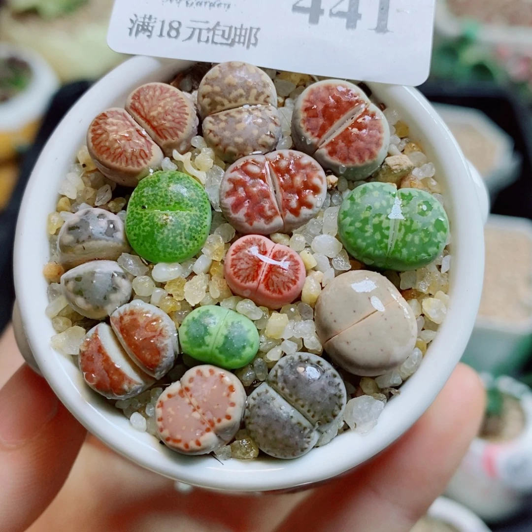 生石花花花花花花花441