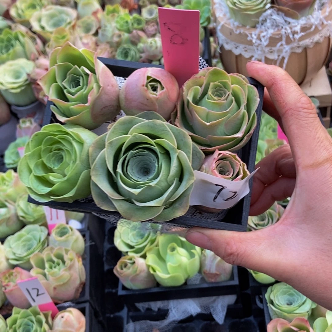 ****姐山地多肉植物花卉72