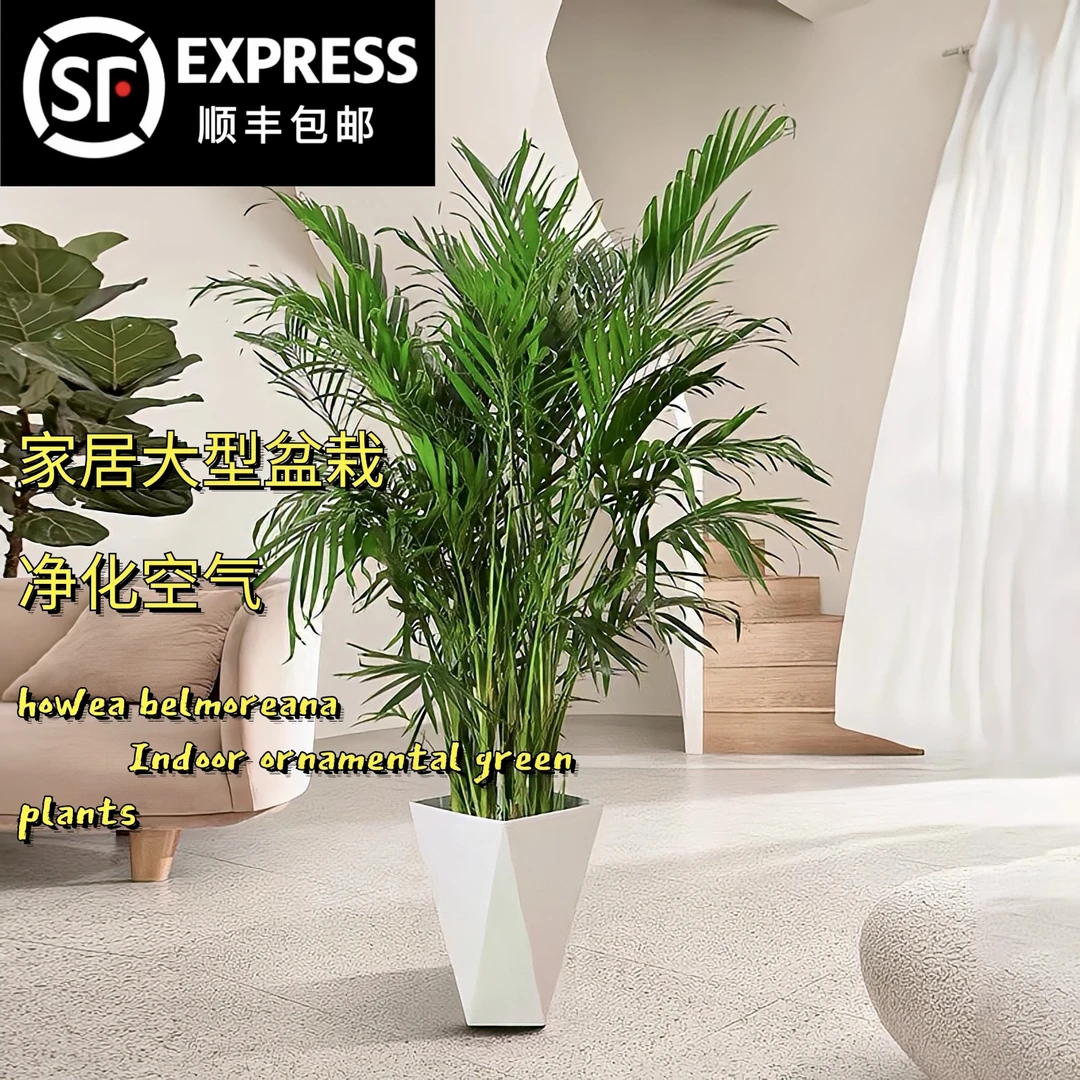 【1.1-1.2米】 富贵椰子大型绿植室内客厅落地款新房除甲醛四季常青