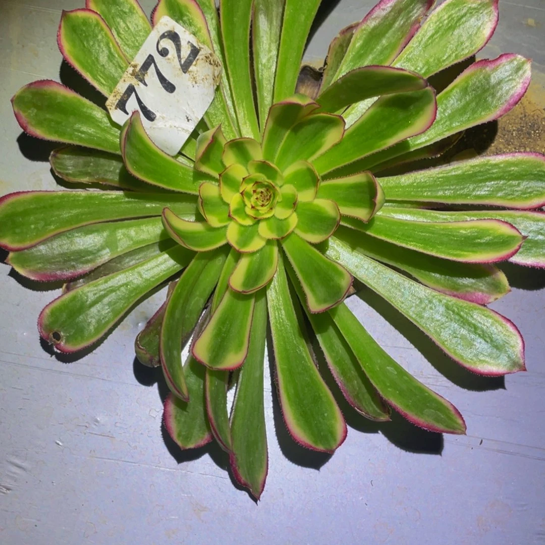 白月光多肉植物772