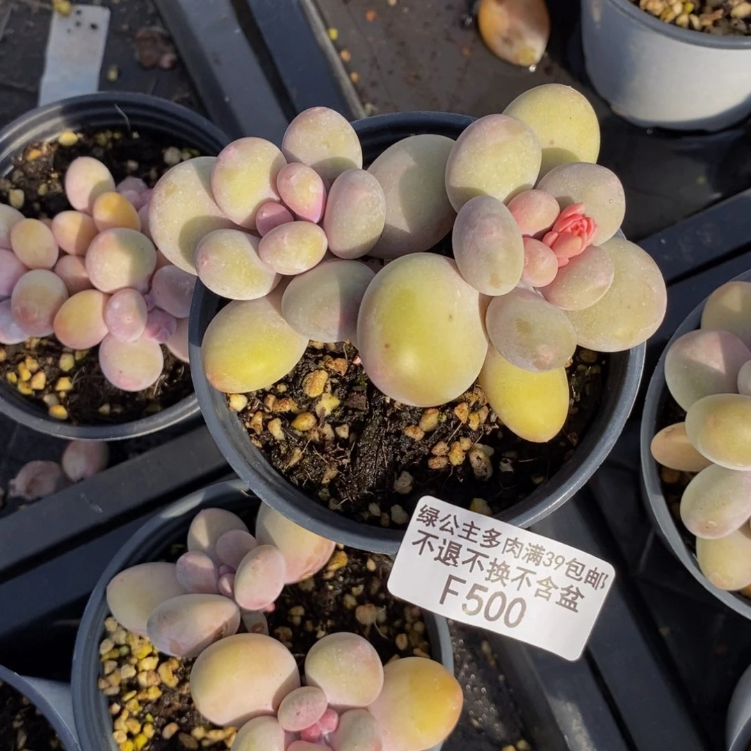 蛋黄奶酪500/8c m