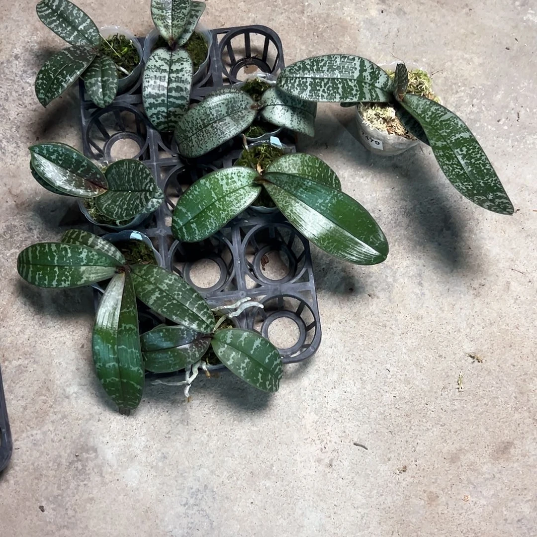不开花植物虎班西苗