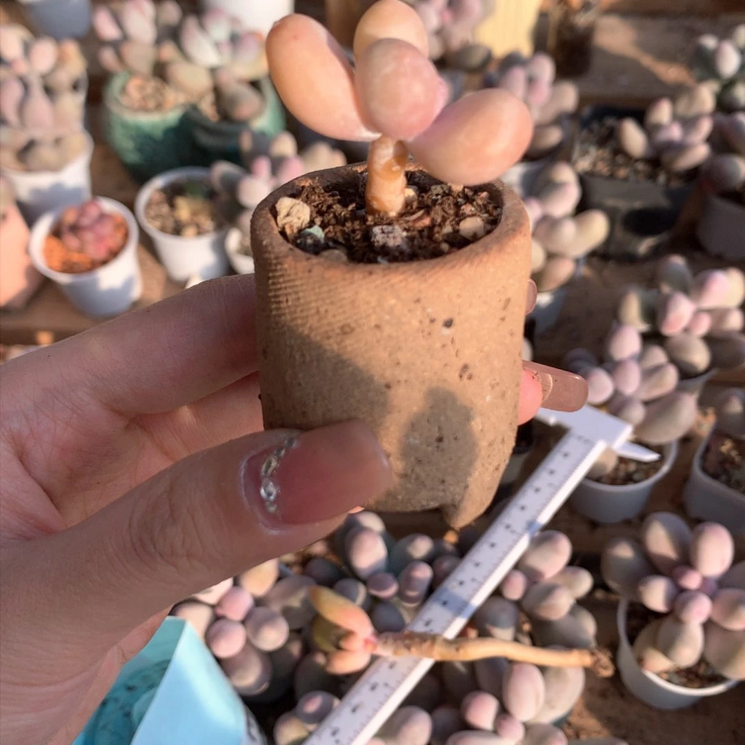 韩国蛋黄奶啊哈哈哈哈哈