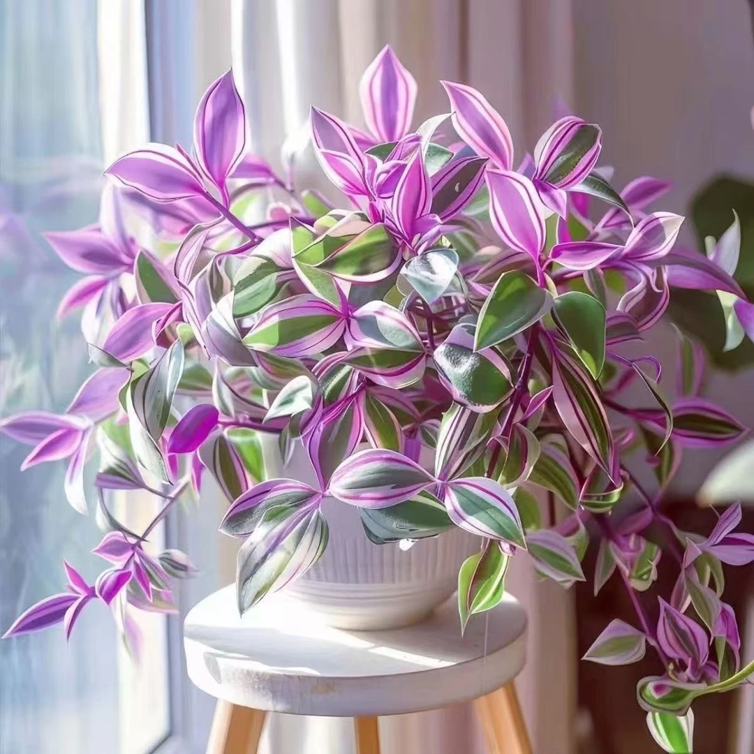 油画婚礼吊兰多肉盆栽室内紫露植物水培客厅阳台绿植创意花卉摆件