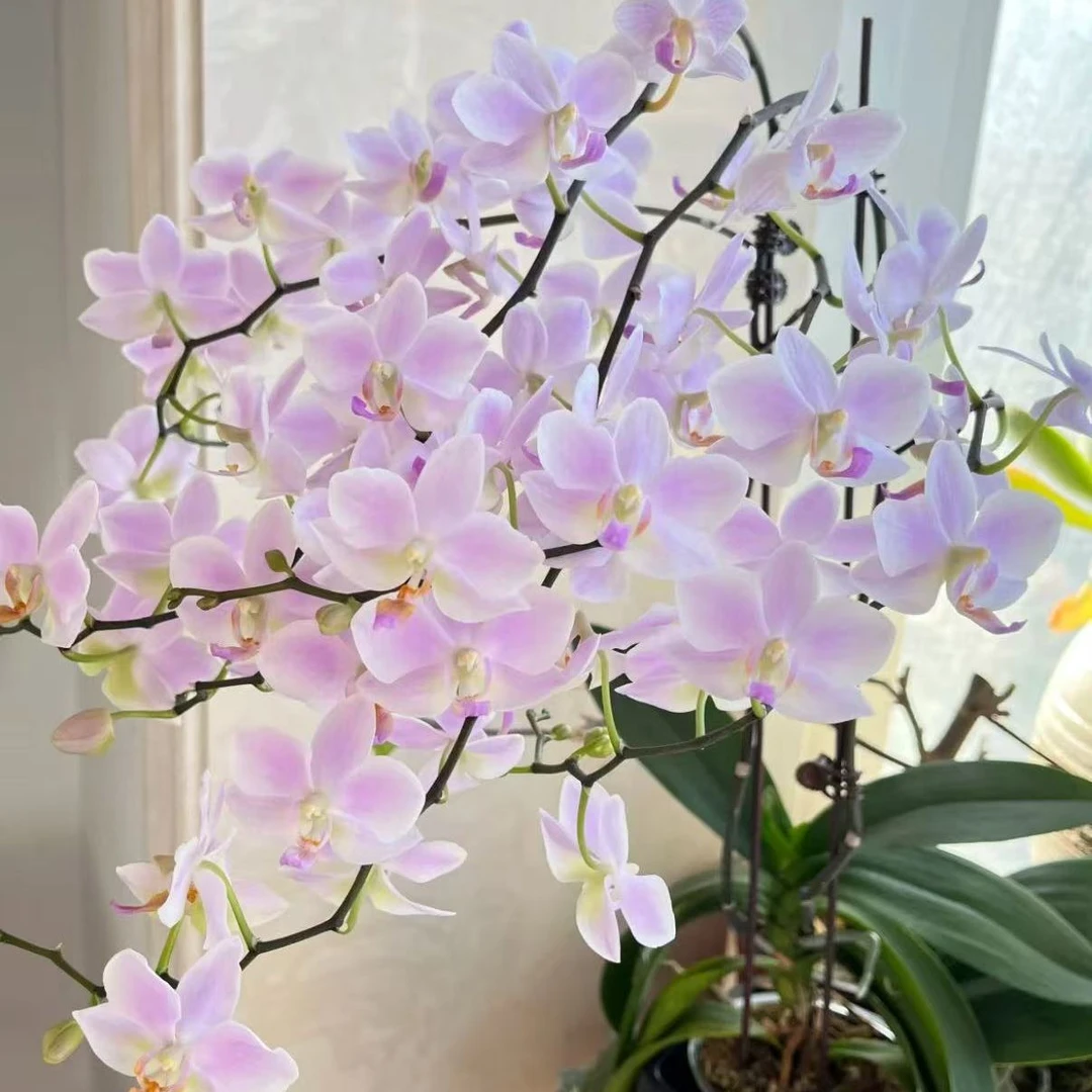 【带花剑残血】残雪蝴蝶兰2.8寸杯带花剑发货爆花机器款便宜正品