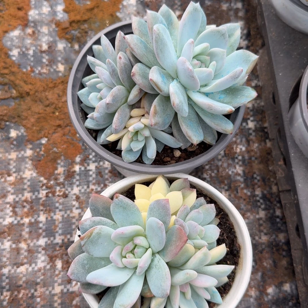橙梦露锦阴阳锦一组的推进