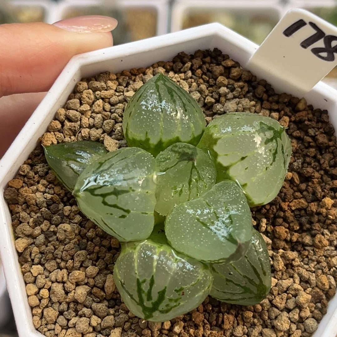 风***起178杨贵妃福利专场