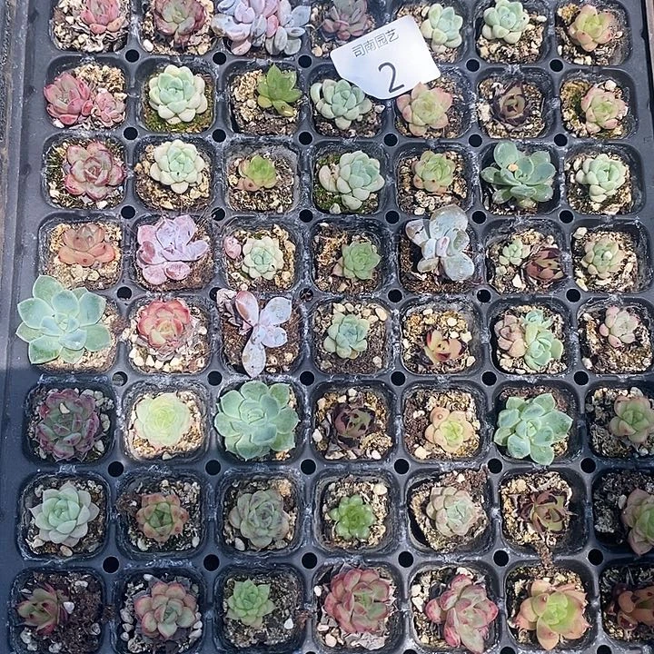2 特价不售后多肉植物盆栽花卉