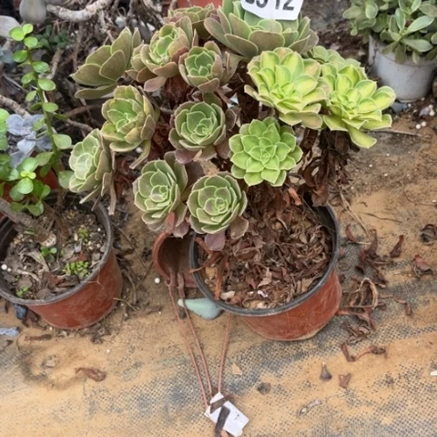 912法师不包断枝