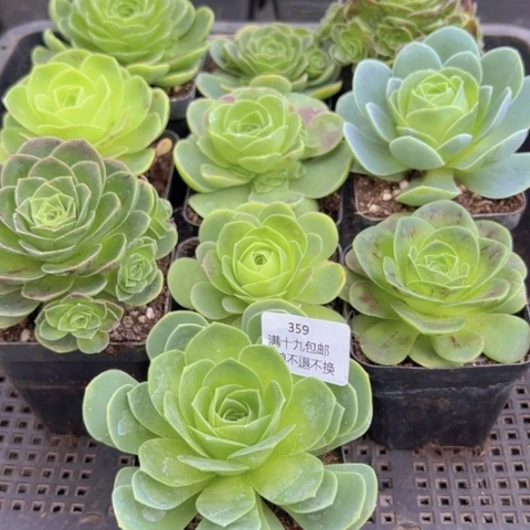 ?*意359 山地玫瑰基地福利