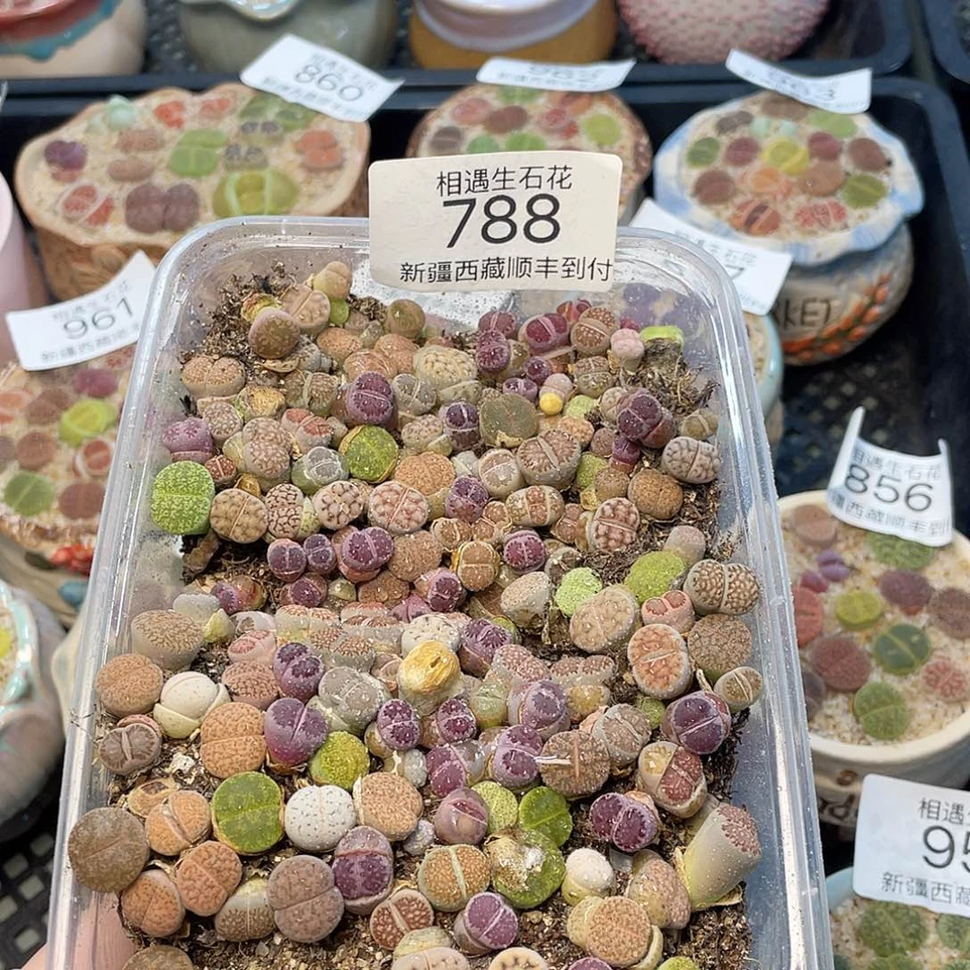 相遇生石花链接788