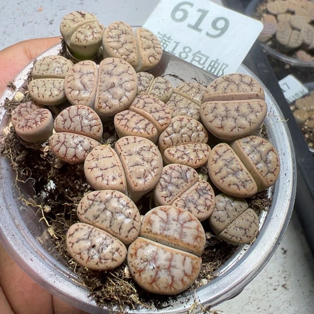 【闪购商品】 619。