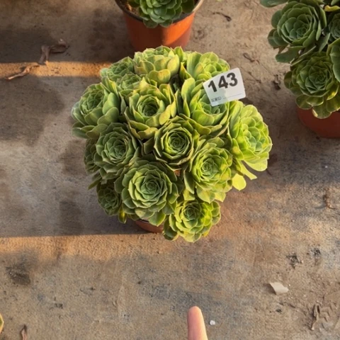 H***6143翡翠琉璃朵朵多肉