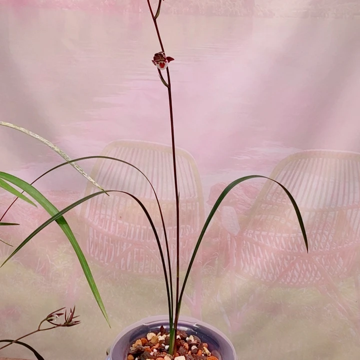 完全开放细叶寒兰荷型紫花