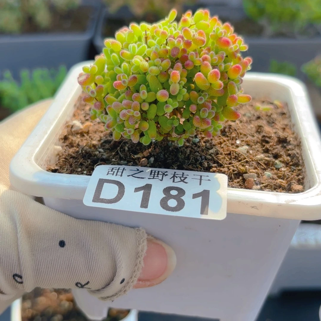 鹏****?蜜橘糖球181。