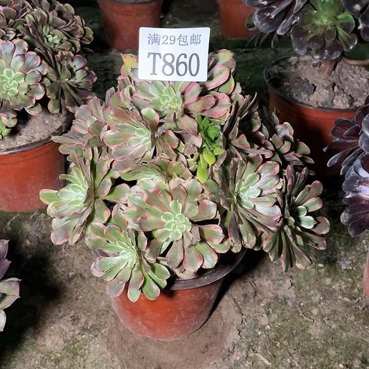 860花脸粉黛多肉植物