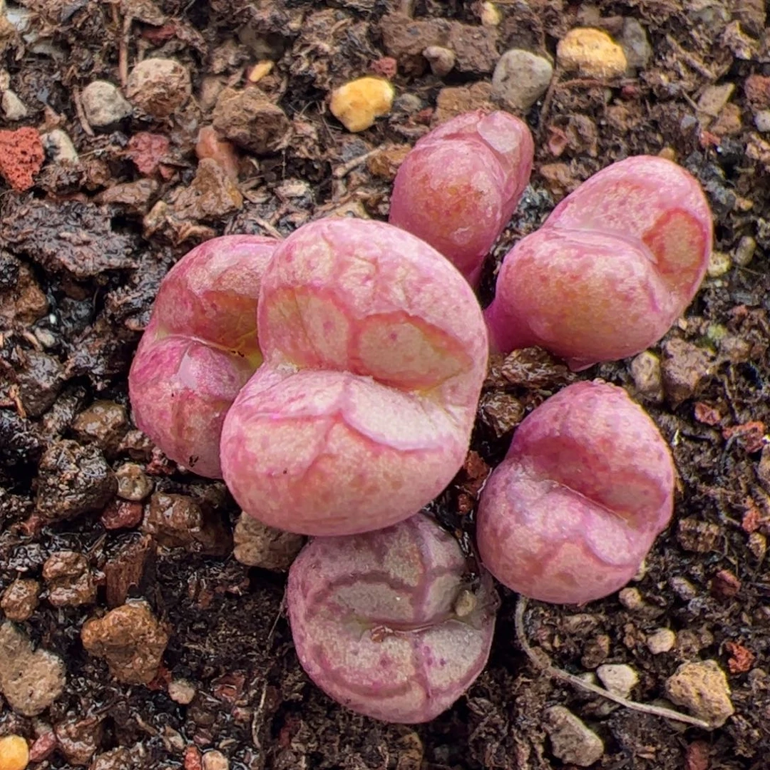 0111号伍彻斯特 多肉植物