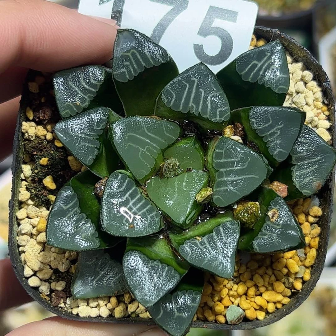 背窗克十二卷多肉植物