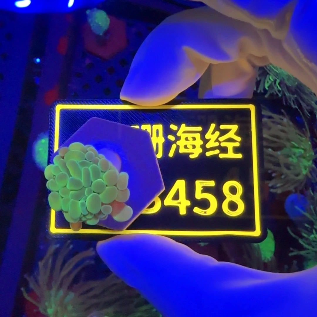 纽扣珊瑚云**舒又又不包邮分支榔头B458