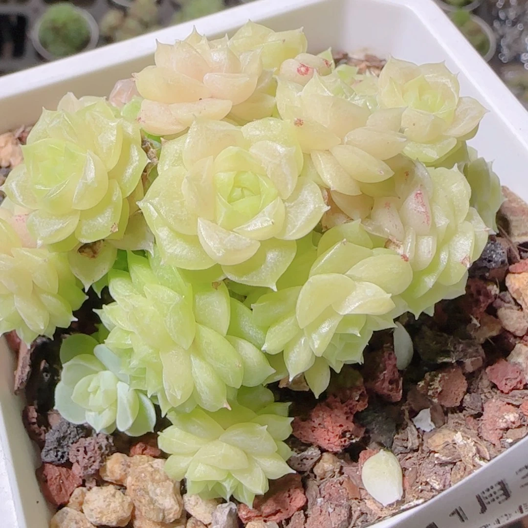 桃***）花语逸镜1103-373散