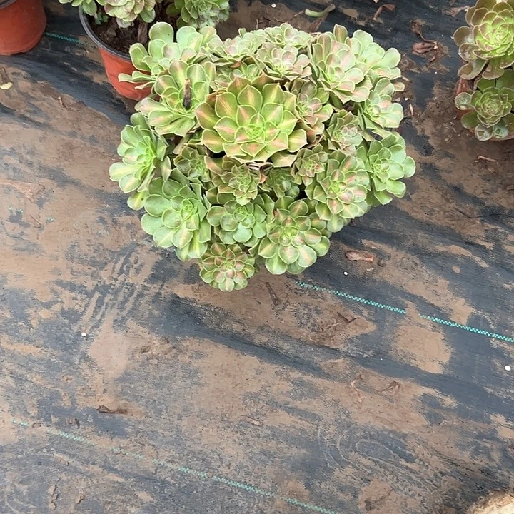 水***心法师植物一物一拍68