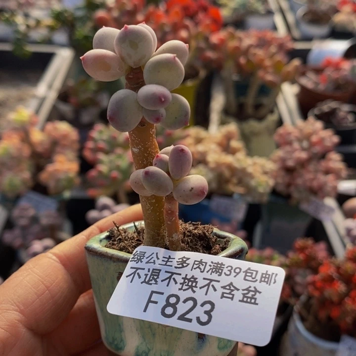 苹果奶823多肉植物