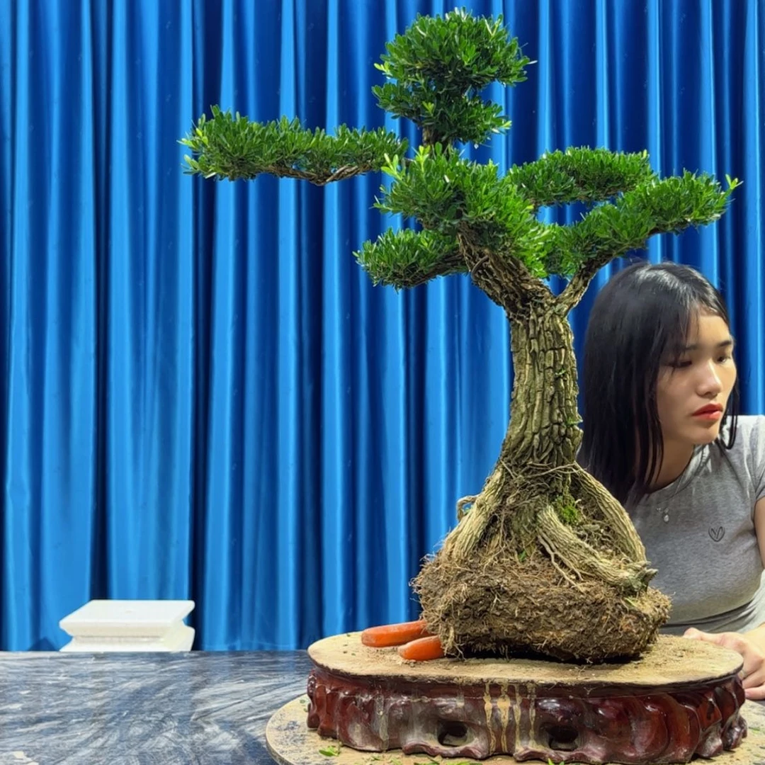 【闪购商品】当前无花朵，栽培后可花朵黄杨盆景艺术学院