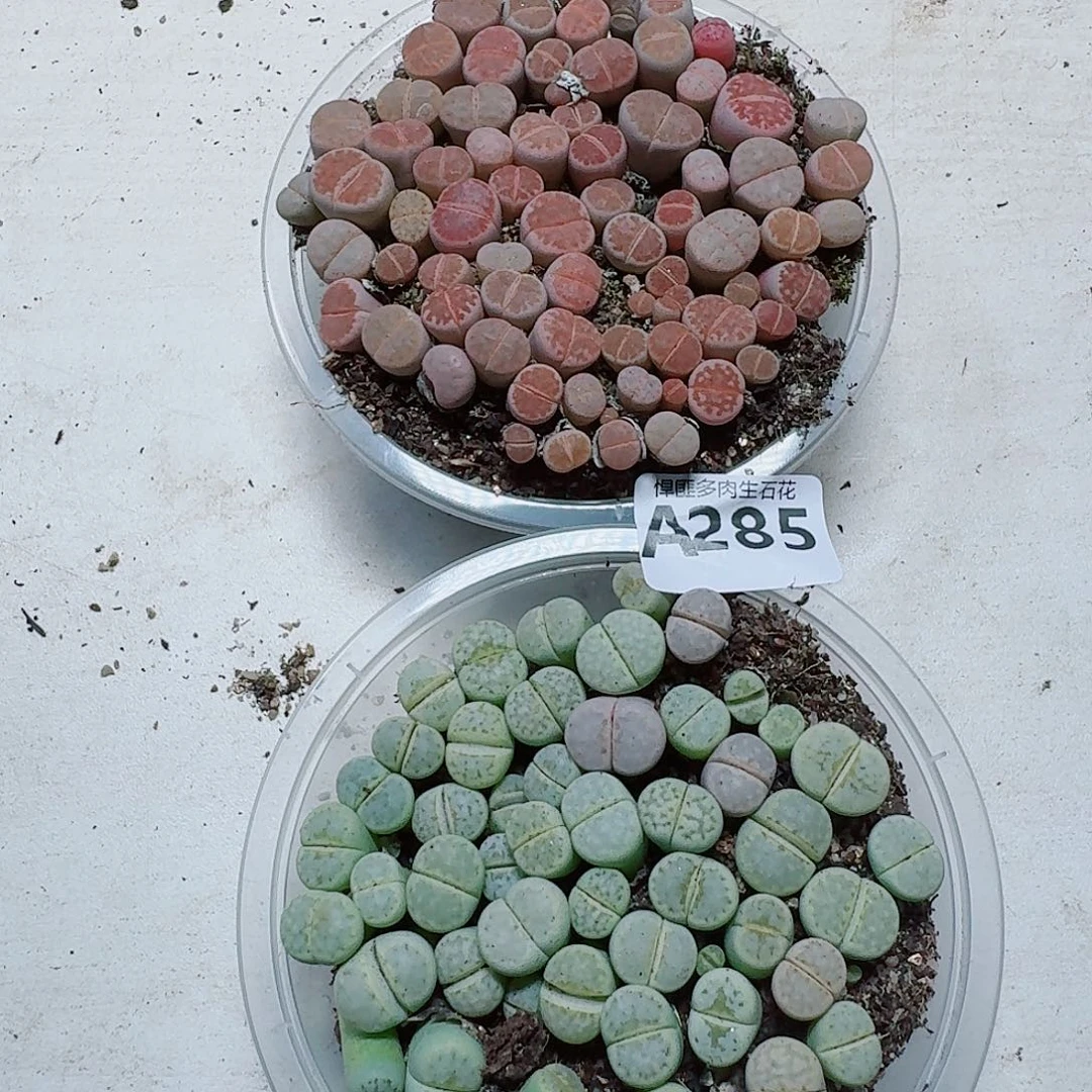 合***肉285多肉植物多肉植物