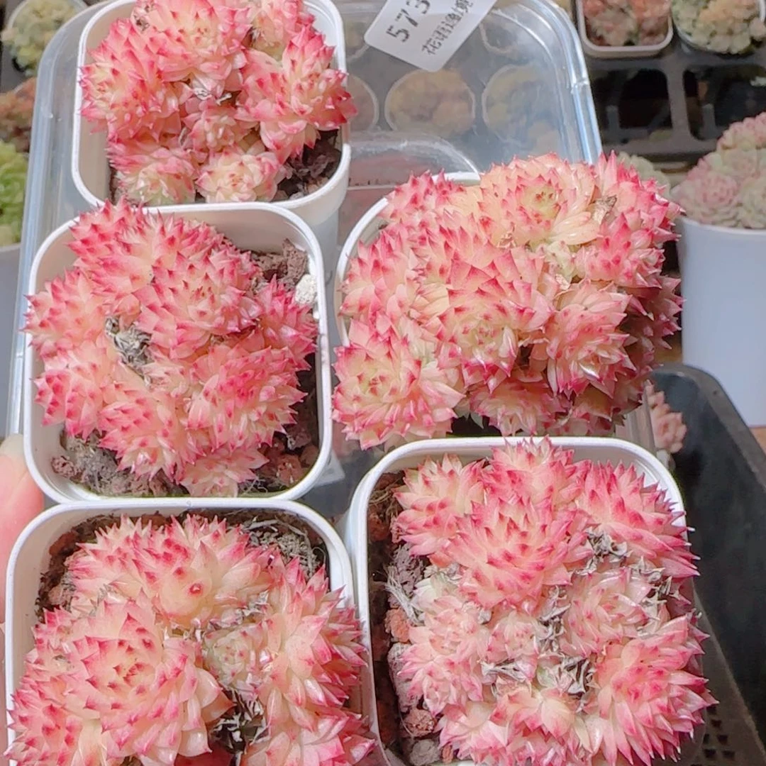 花语逸镜1116-573上量一个散
