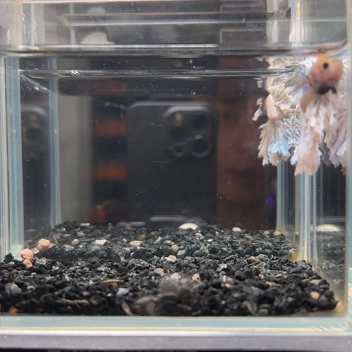 斗鱼竞拍跑单拉黑25日60