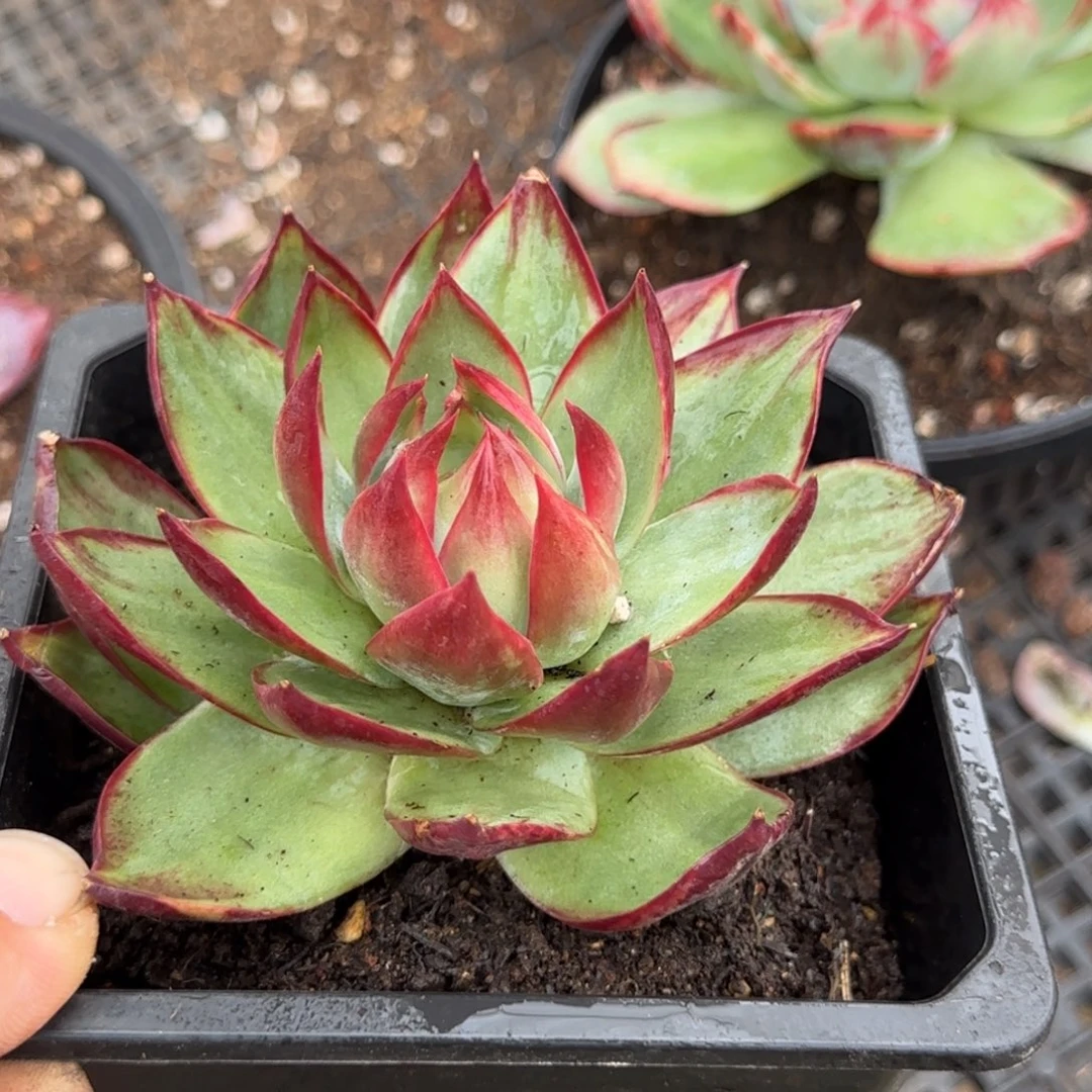 惊鸿一物一拍包装收缩花旱197