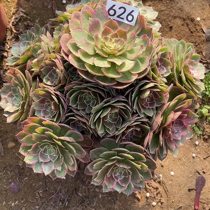 626粉花妖多肉植物