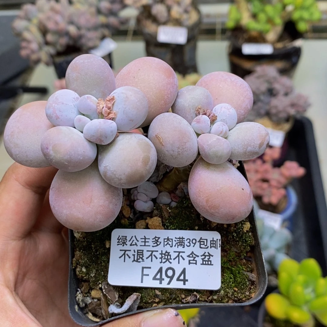 495芭比奶多肉7cm