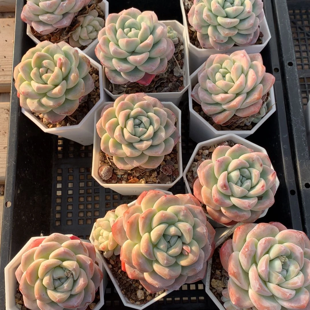 脾****?0211-21 冰玉10颗