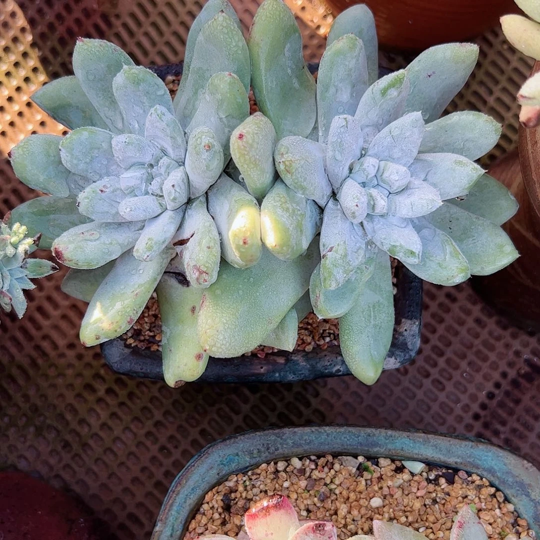 2968拇指仙女杯多肉