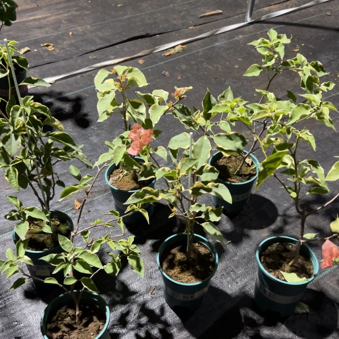 无花朵【马斯一棵】随机发货福利款不售后