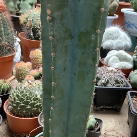 量天尺仙人球15米仙人球