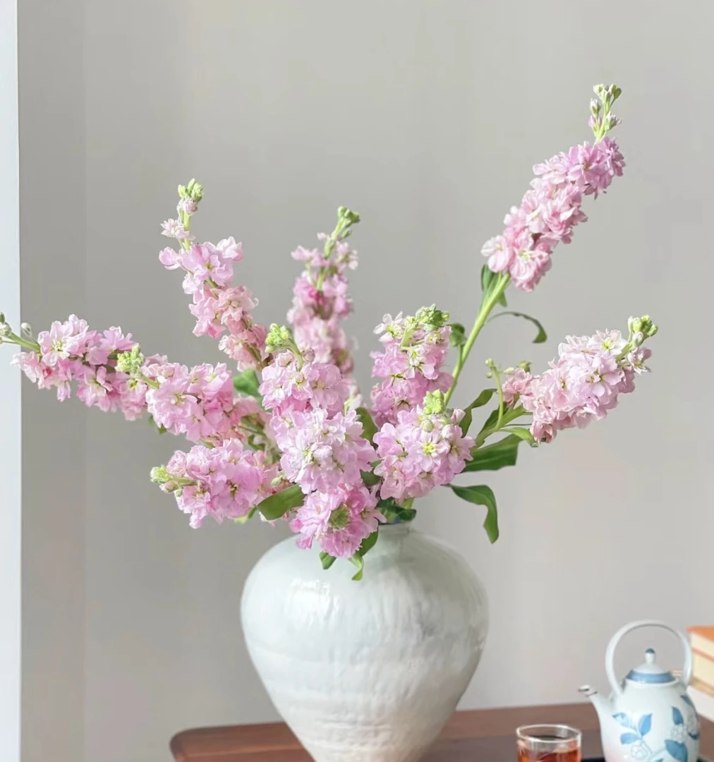 【重瓣香水紫罗兰混色高端小众花材 】已发货不支持退款换货