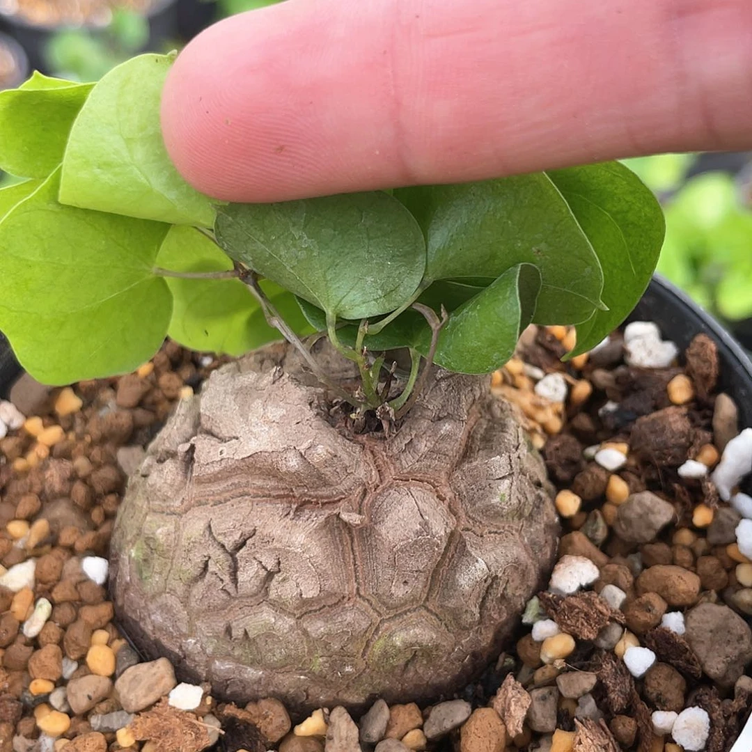 龟甲龙一物一拍570号5.2cm