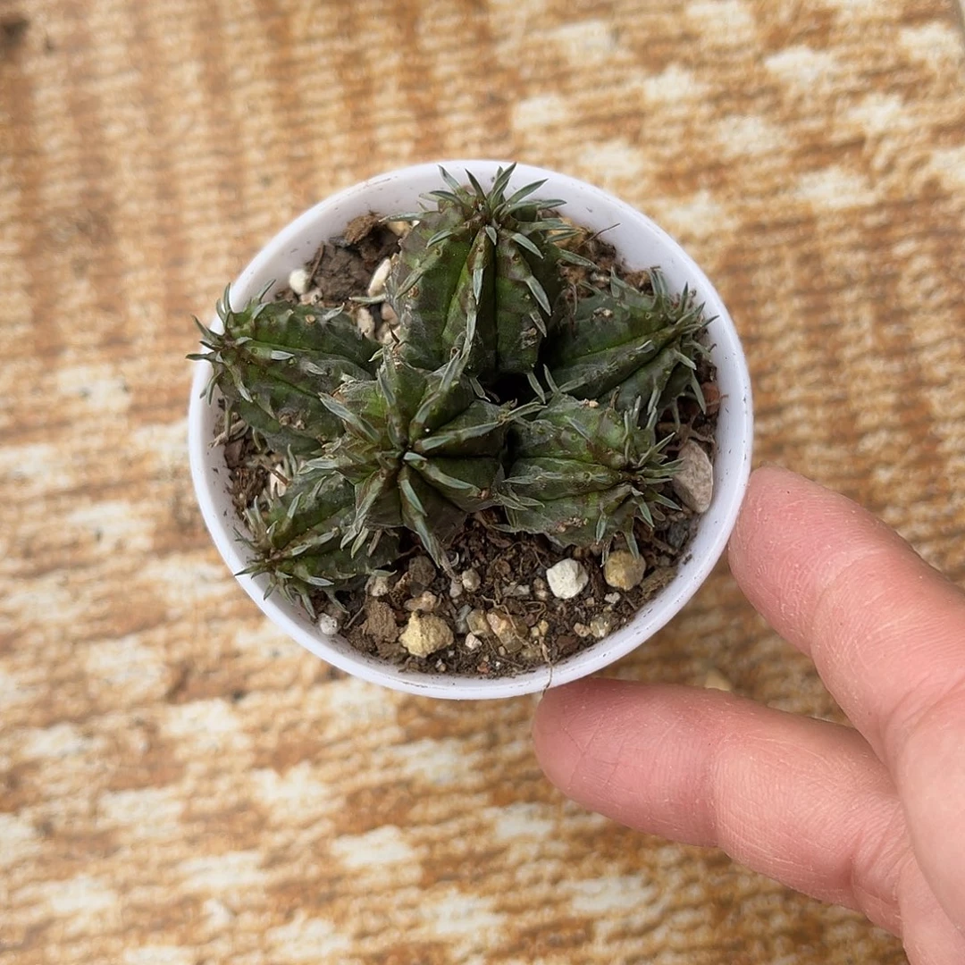 法利达大群一物一拍