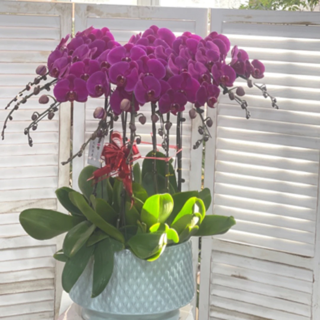 火红豆花卉10株大辣椒蝴蝶兰